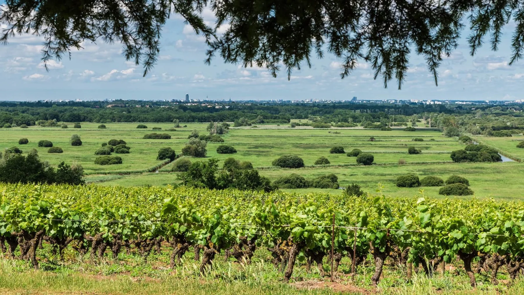 Panorama du vignoble nantais depuis la butte de la Roche