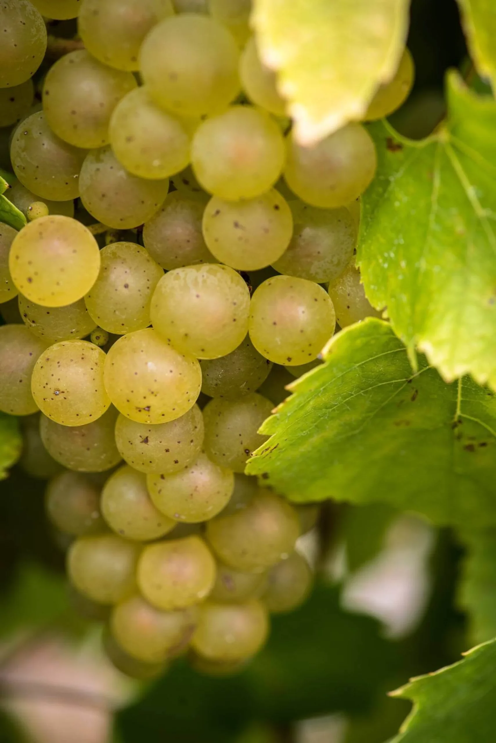 Grappes de raisin du cépage melon de Bourgogne dans la vigne