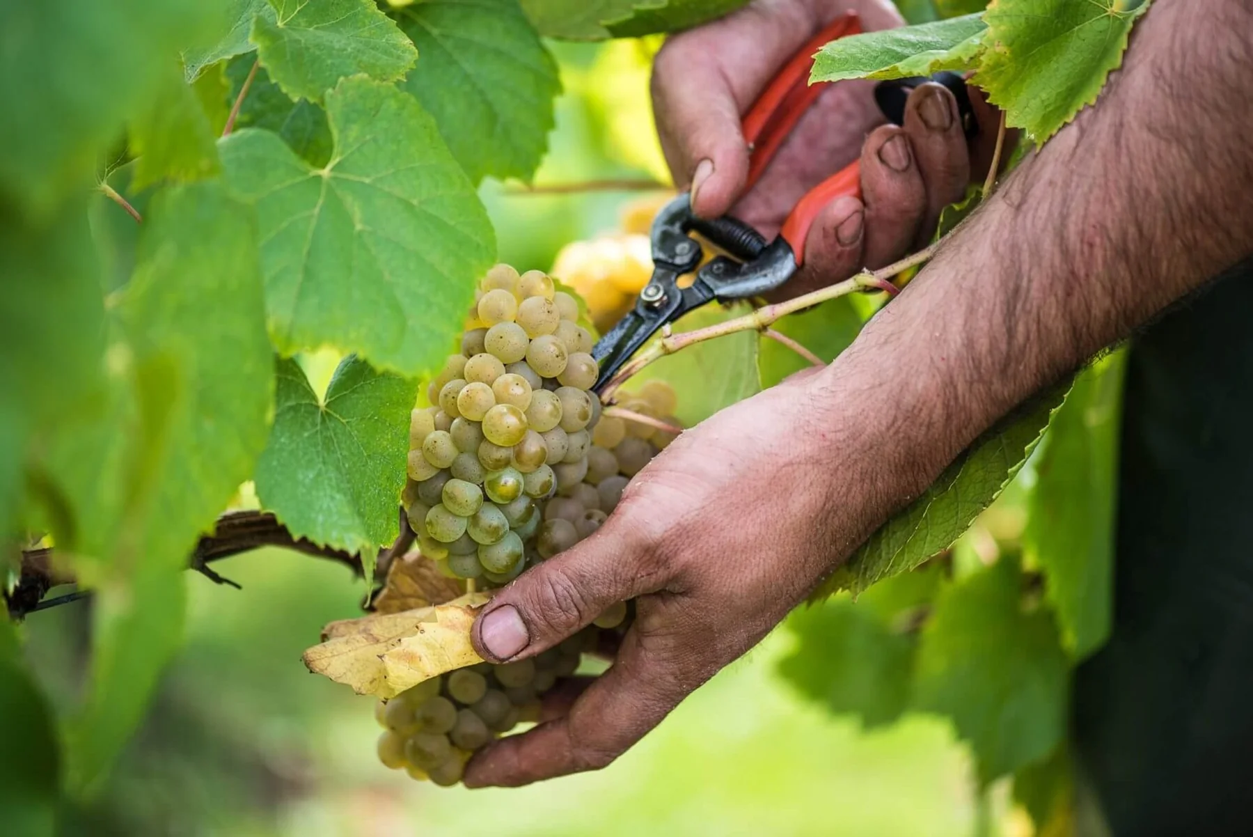 Geste de récolte dans les vignes du Muscadet