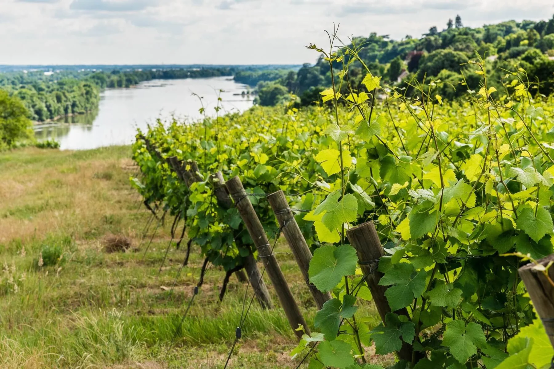 Vignes et paysage de Loire dans le vignoble nantais